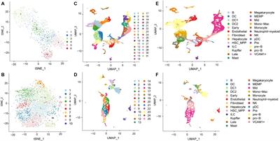 Integrating Spatial Transcriptomics and Single-Cell RNA-seq Reveals the Gene Expression Profling of the Human Embryonic Liver